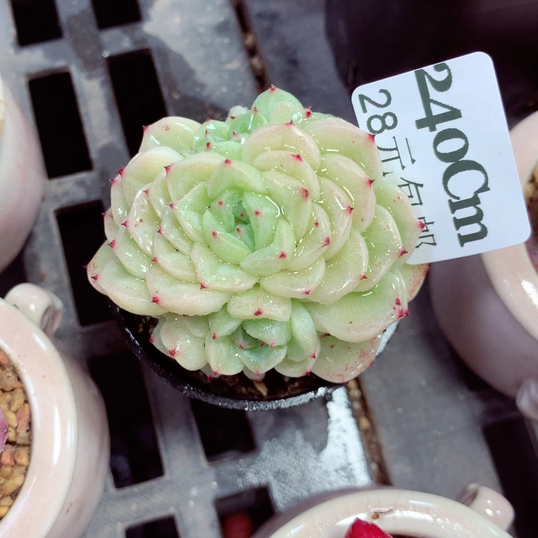 5厘米盆精控多肉240