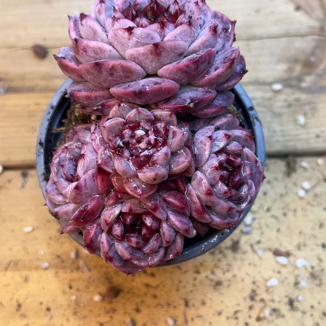 福利多多，天鹅绒系列