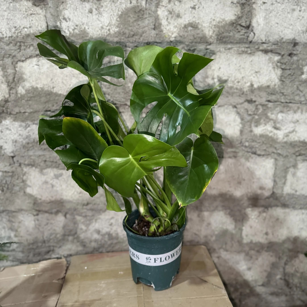 西藏包邮绿植-龟背竹