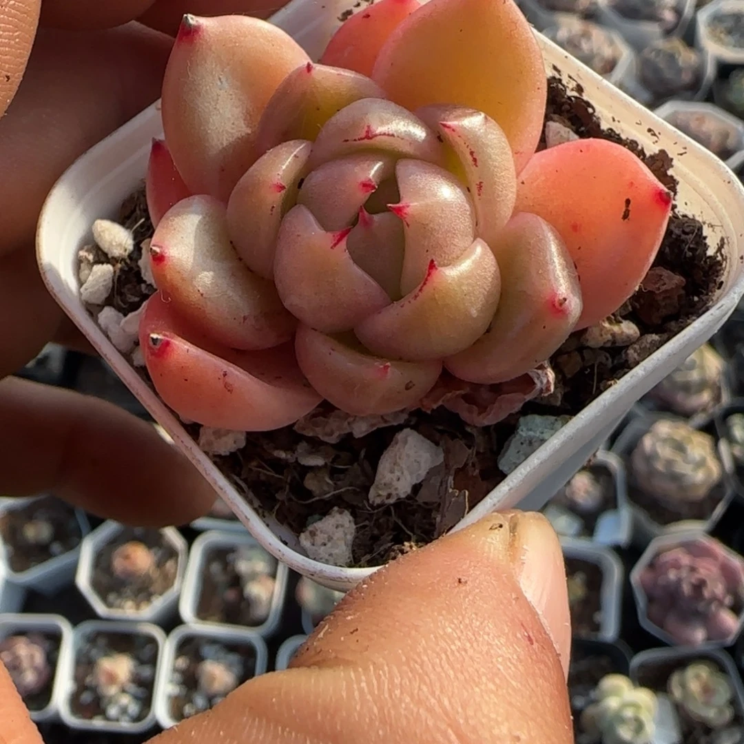 多肉小卡拉米糖心一物一拍