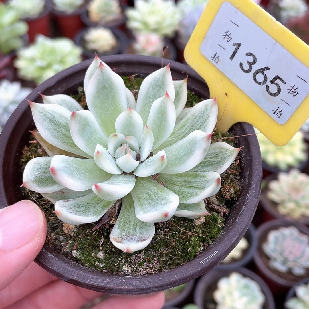 熊***生1365号多肉植物盆栽