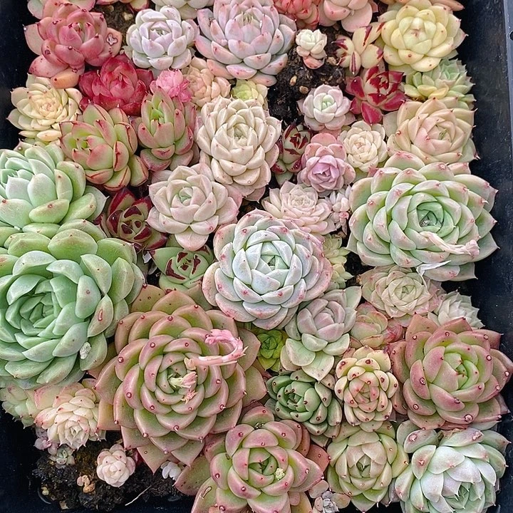 71多肉植物盆栽花卉植物