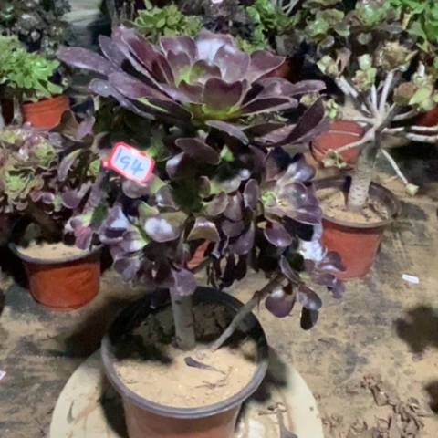 花蝴蝶捧花一物一拍
