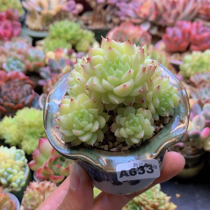 一物一拍含盆土满38包邮A633