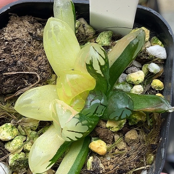 142红太阳玉露锦头家多肉十二卷