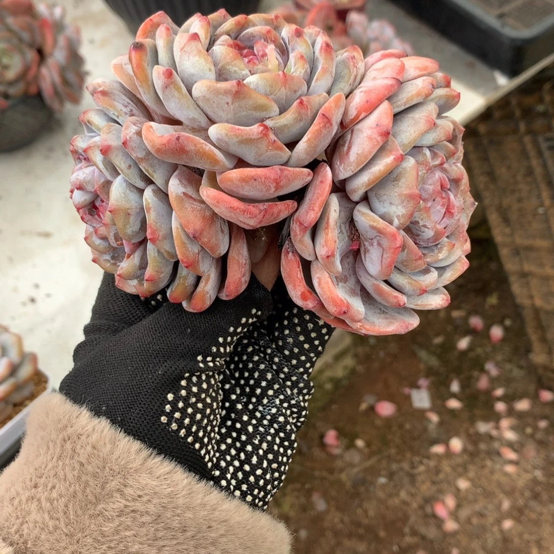 石榴籽冰玉哈哈哈哈哈哈哈哈