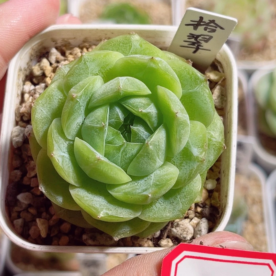 B608 一物一拍 拾翠