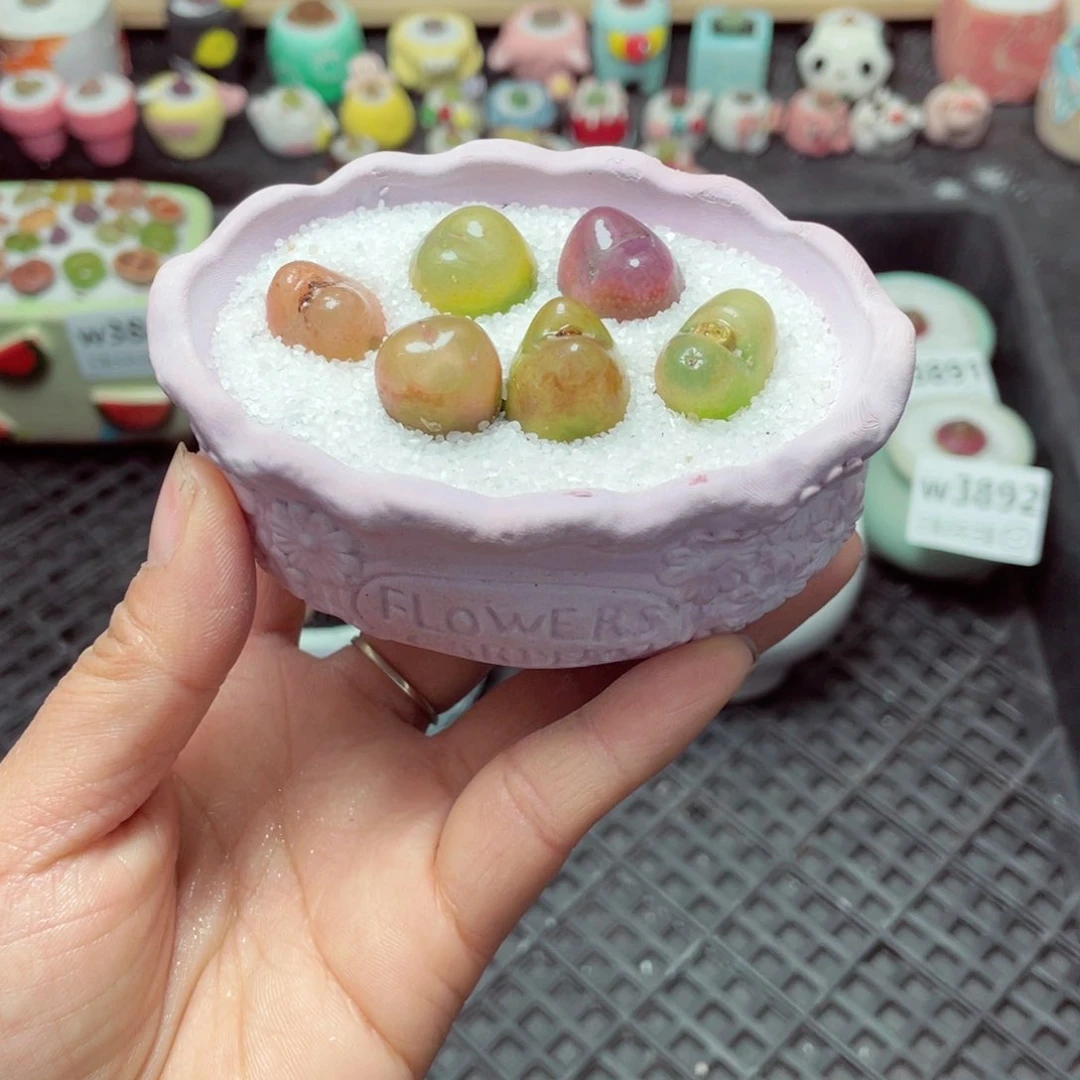 w3894 带盆土发货-零下地区拍保温箱