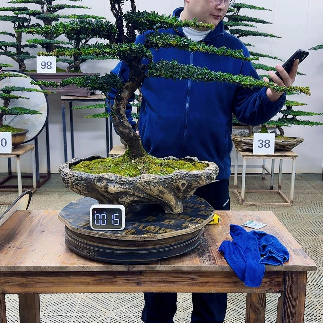 无花朵珍珠红芽罗汉松造型盆景