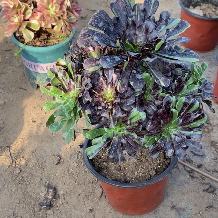 水墨丹青15多肉植物法师法师法师