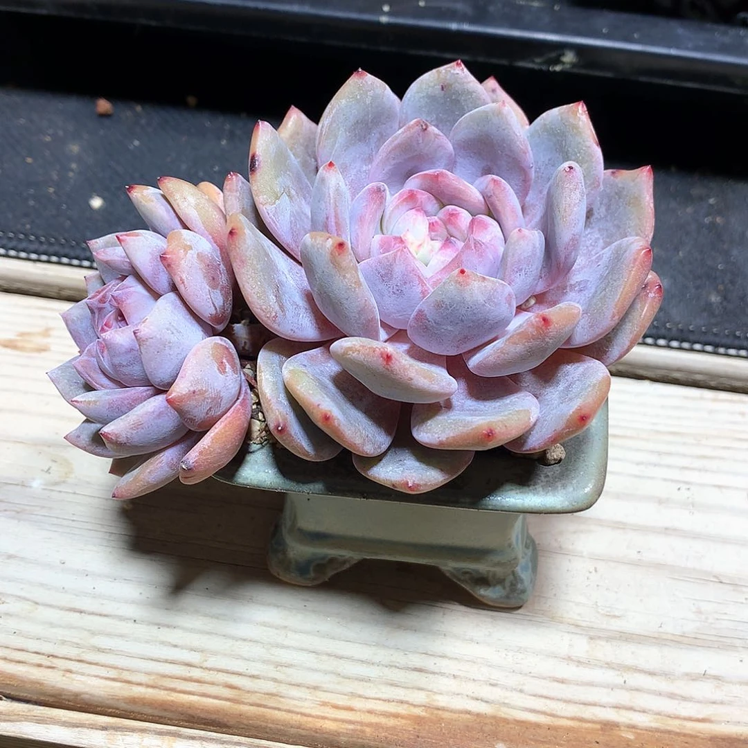 萌***萌萌的石榴籽双头一颗