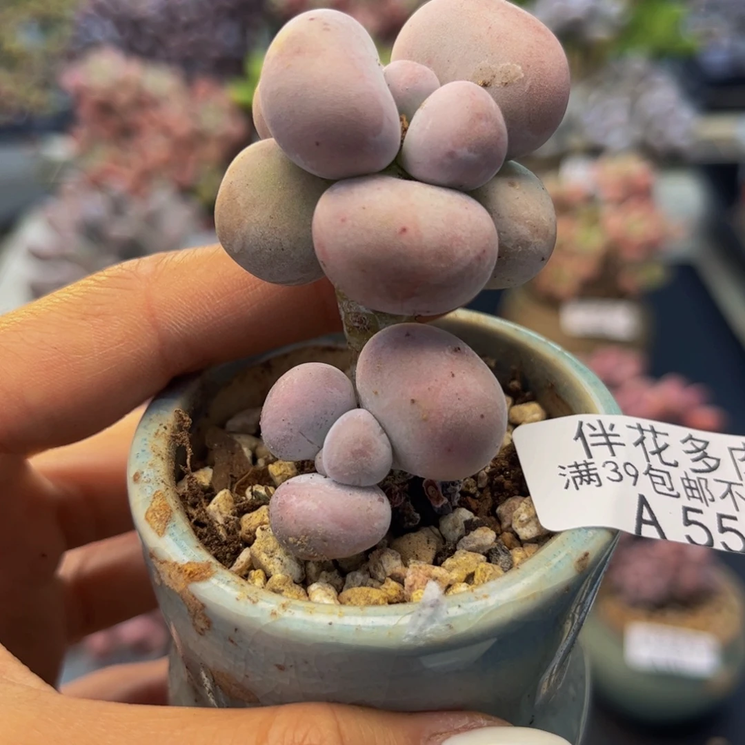 55-老庄芭比奶多肉5cm