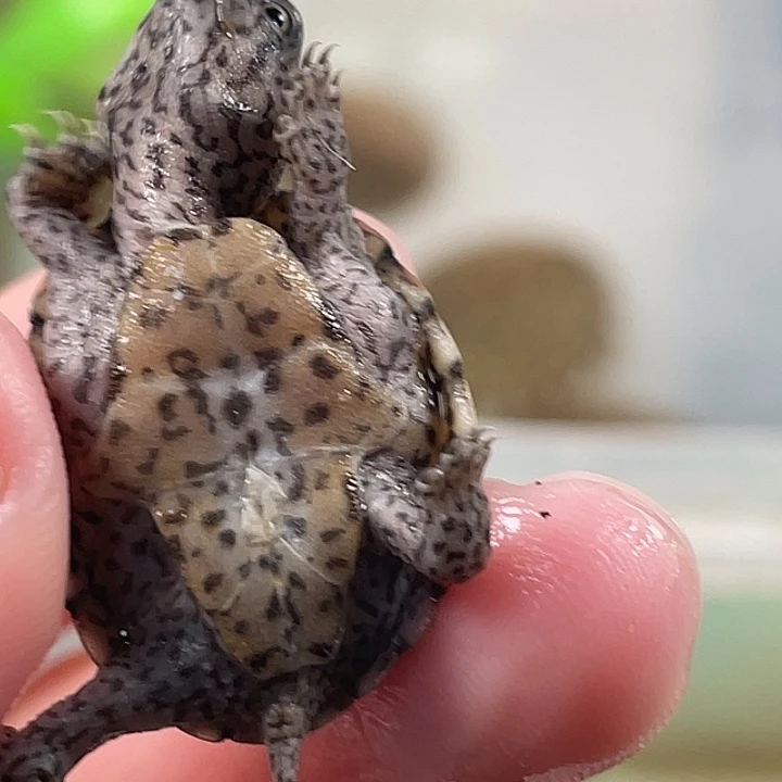 宠物龟不分公母H1全品鼎级满纹黑刀