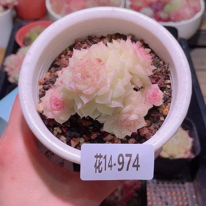 花利美14-974白天鹅