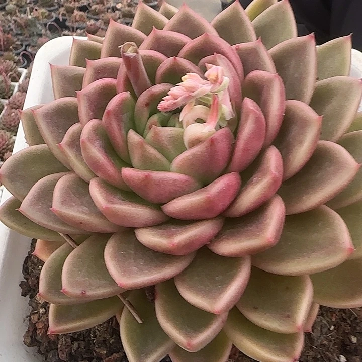 花时光精品多肉16