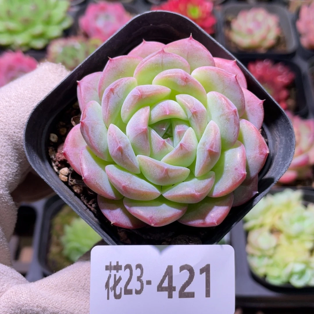 花利美23-421白桃汽水