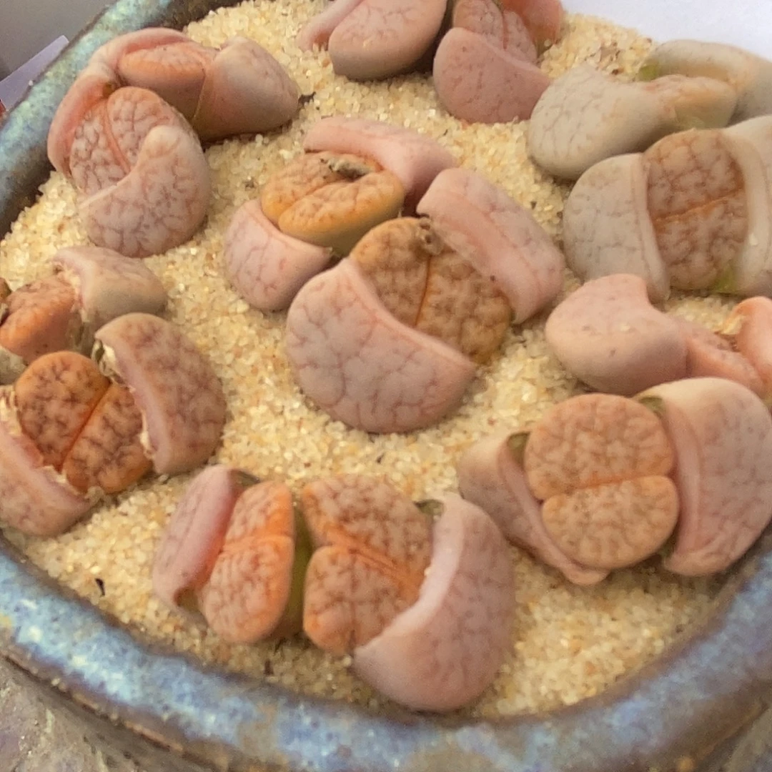 453双头拿铁1组。