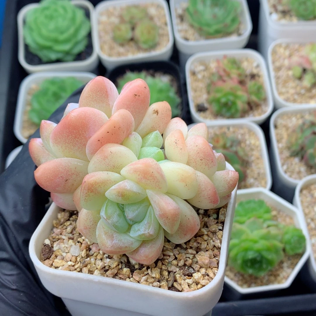 58包邮  群生不包整冰玉73
