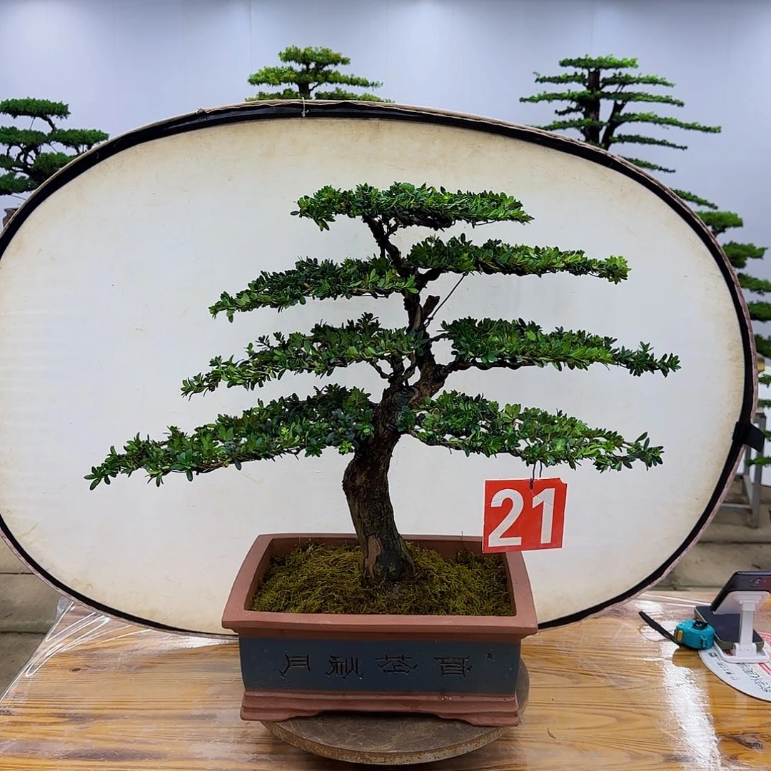 无花朵红芽罗汉松高66冠幅68