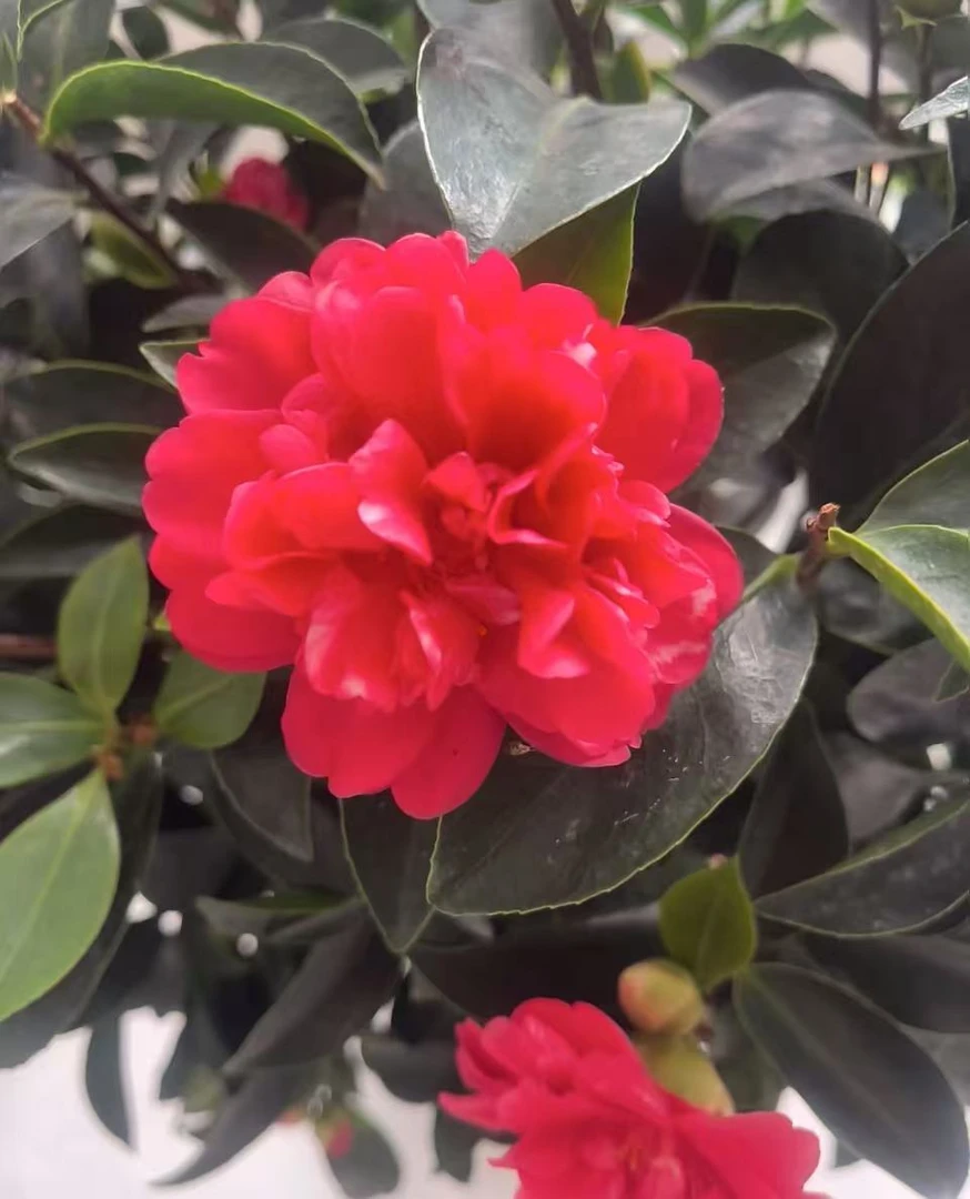 【加大加高70cm-90cm】红色茶花开花花卉耐寒绿植