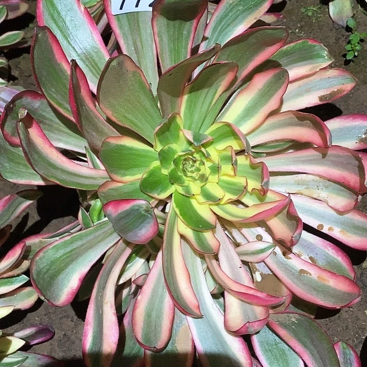 多肉植物法师772阿波罗