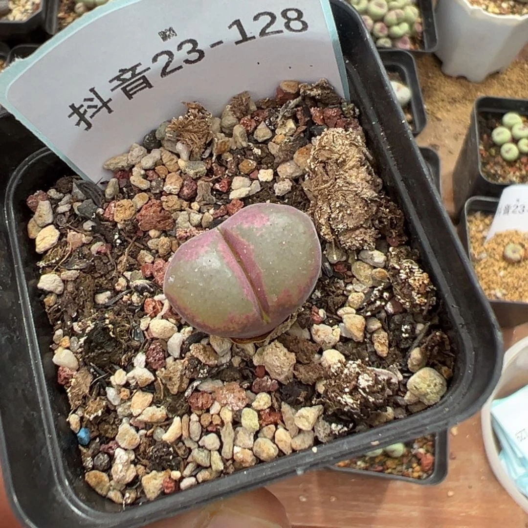 娟***娟23-128肉锥多肉植物
