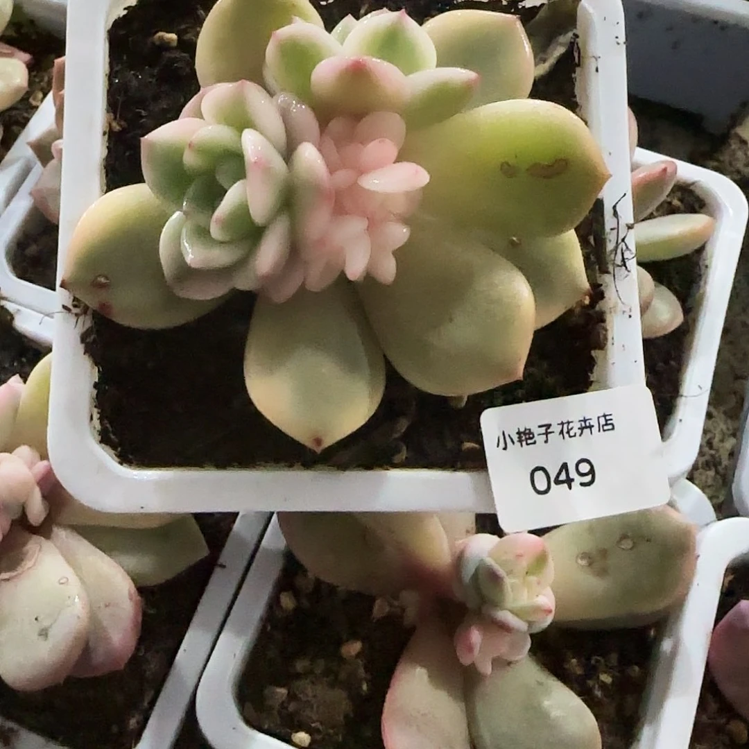 049梦露底座锦多肉