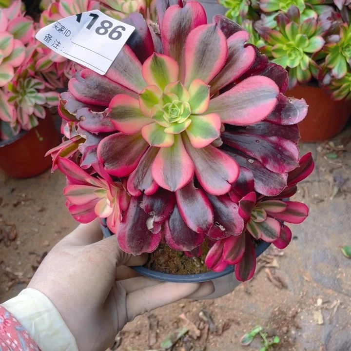 多肉黑金蛇毒美杜莎法师186