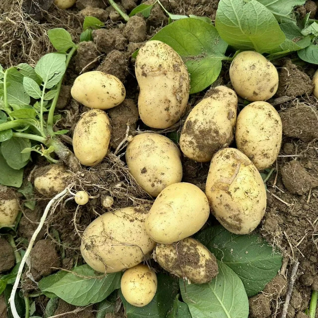 贵州新鲜现挖老品种黄皮黄心土豆农家种植