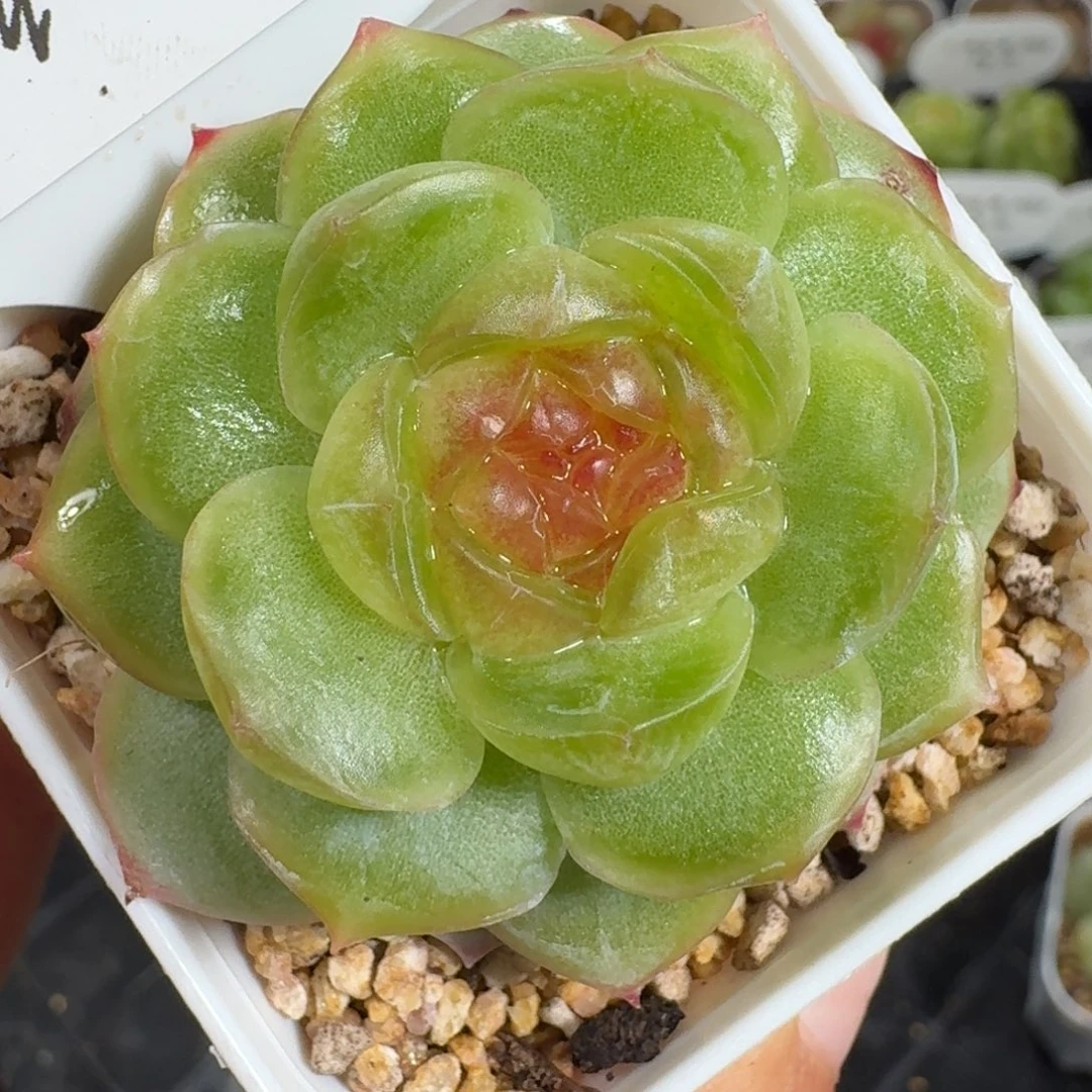 0923-102-世兰单头