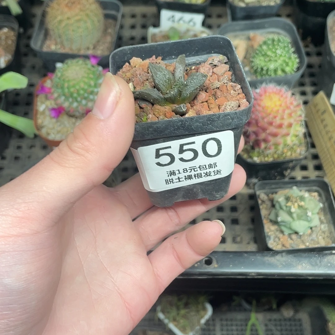 550牡丹杂（满18包邮）