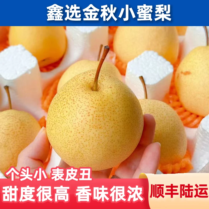 鑫选 山西金秋小蜜梨4.9斤 个小皮丑 甜度高味浓新鲜采摘顺丰直发