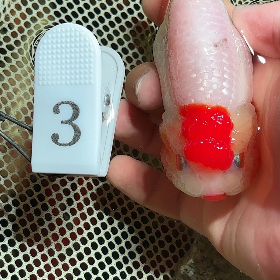 金鱼拍包装发包邮，没拍包装发顺丰到付