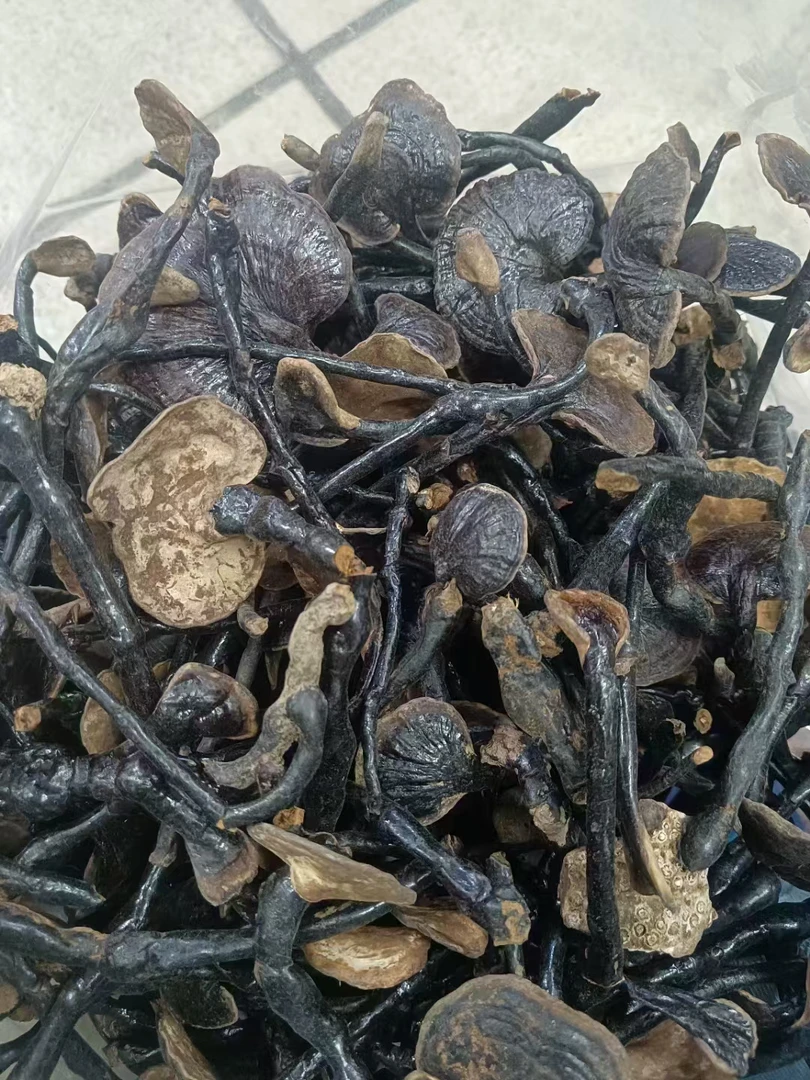 广宁特产竹林长脚金边竹灵芝无粉大小不一可泡酒