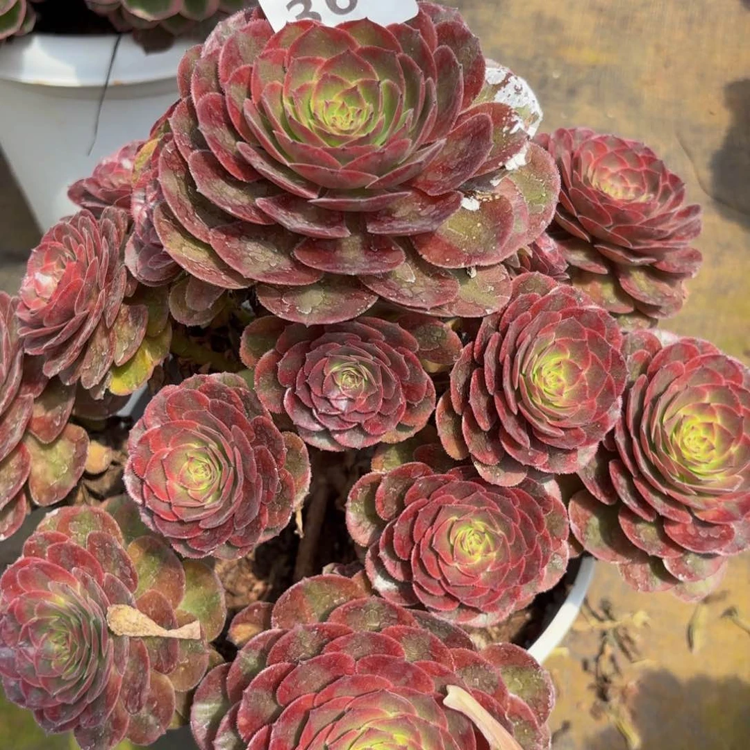 飘*368多肉植物半夏