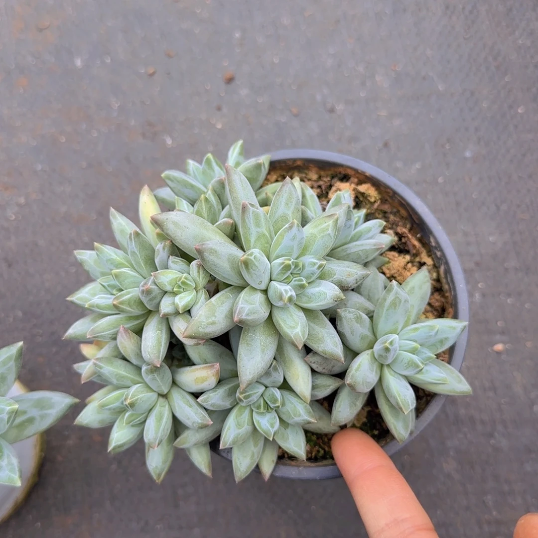 家***宝多肉植物多肉植物