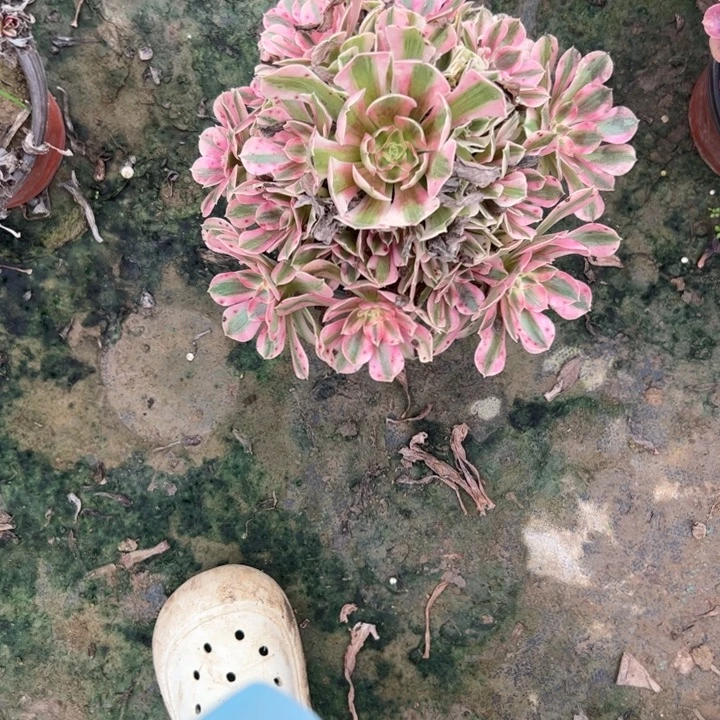 法师一物一拍链接38