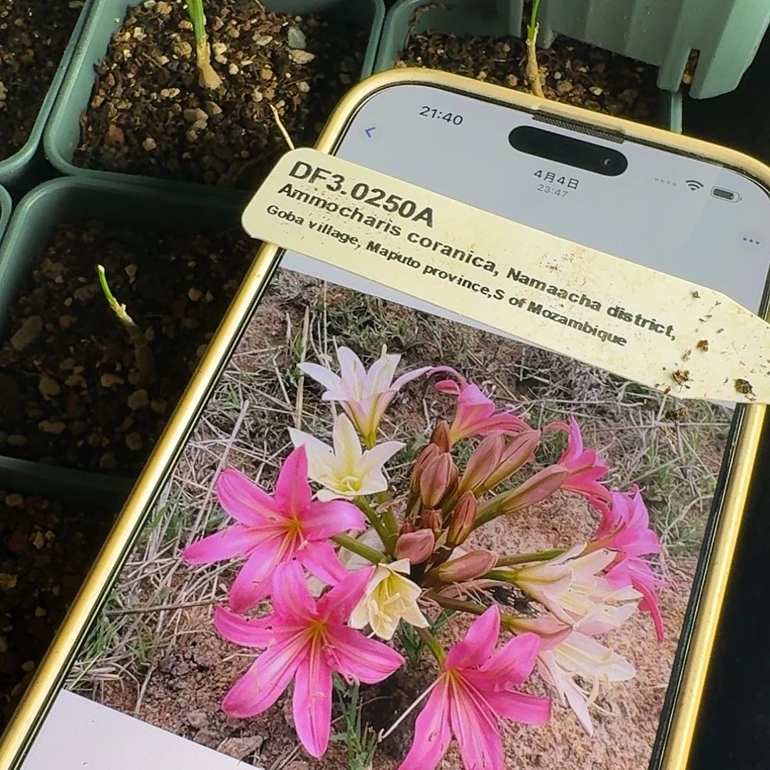 变色大地百合两年苗子里面偏小的一个量拍