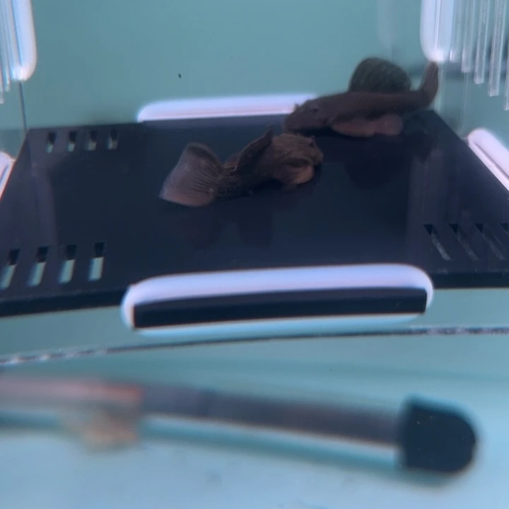 清道夫鱼30-043L056y黄金达摩2条尺寸3-3.5