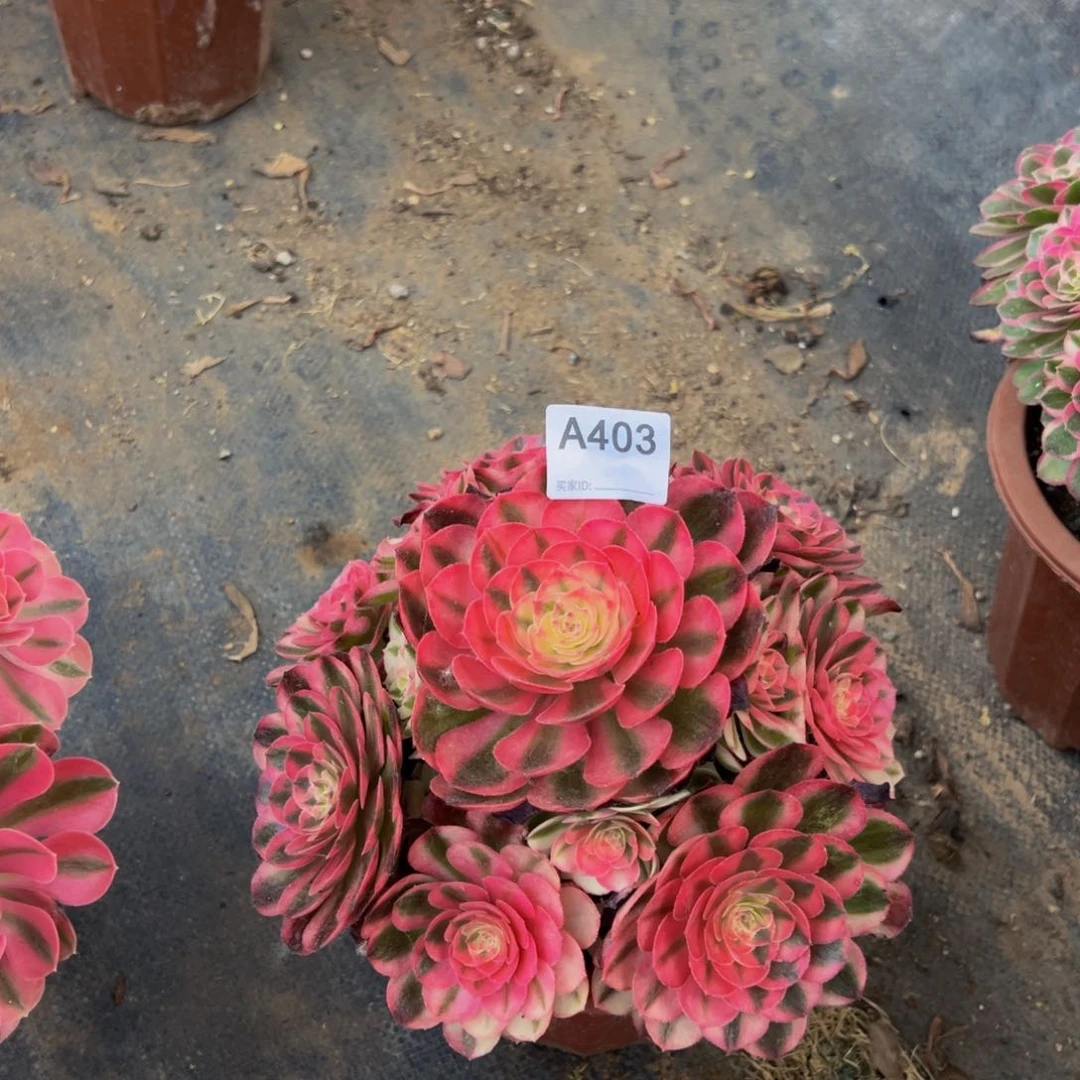 无花朵403倾城法师