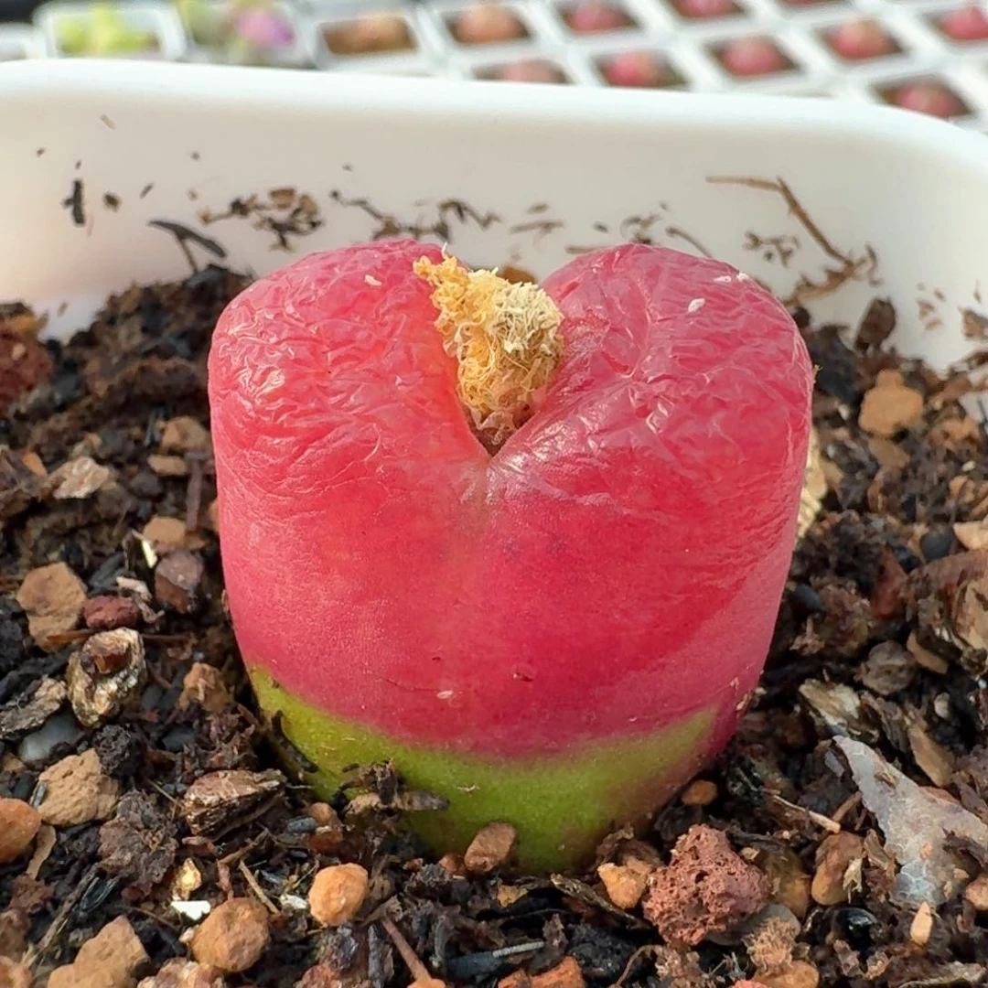 1011带盆土发货毛汉尼