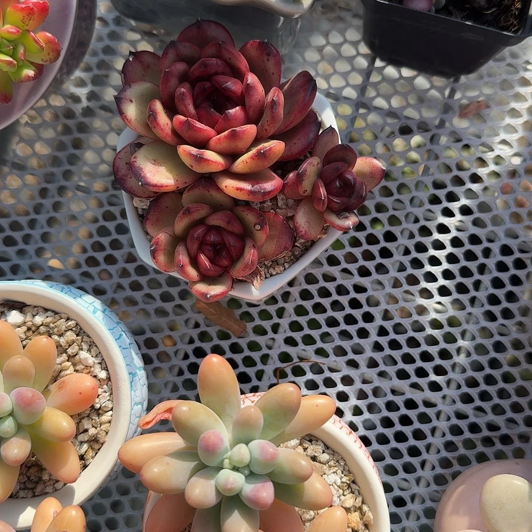 TM带盆多肉植物精品
