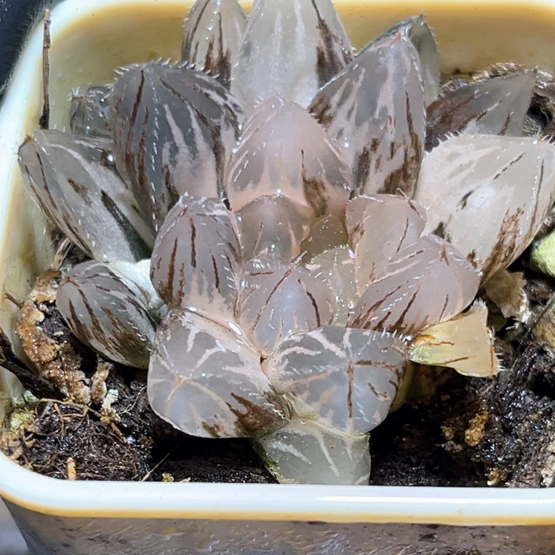 恭喜发财大吉大利4022