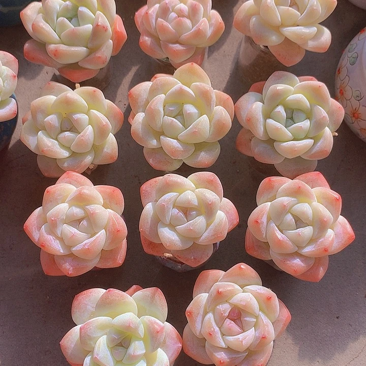 一物一拍，大福利精控小单头11颗