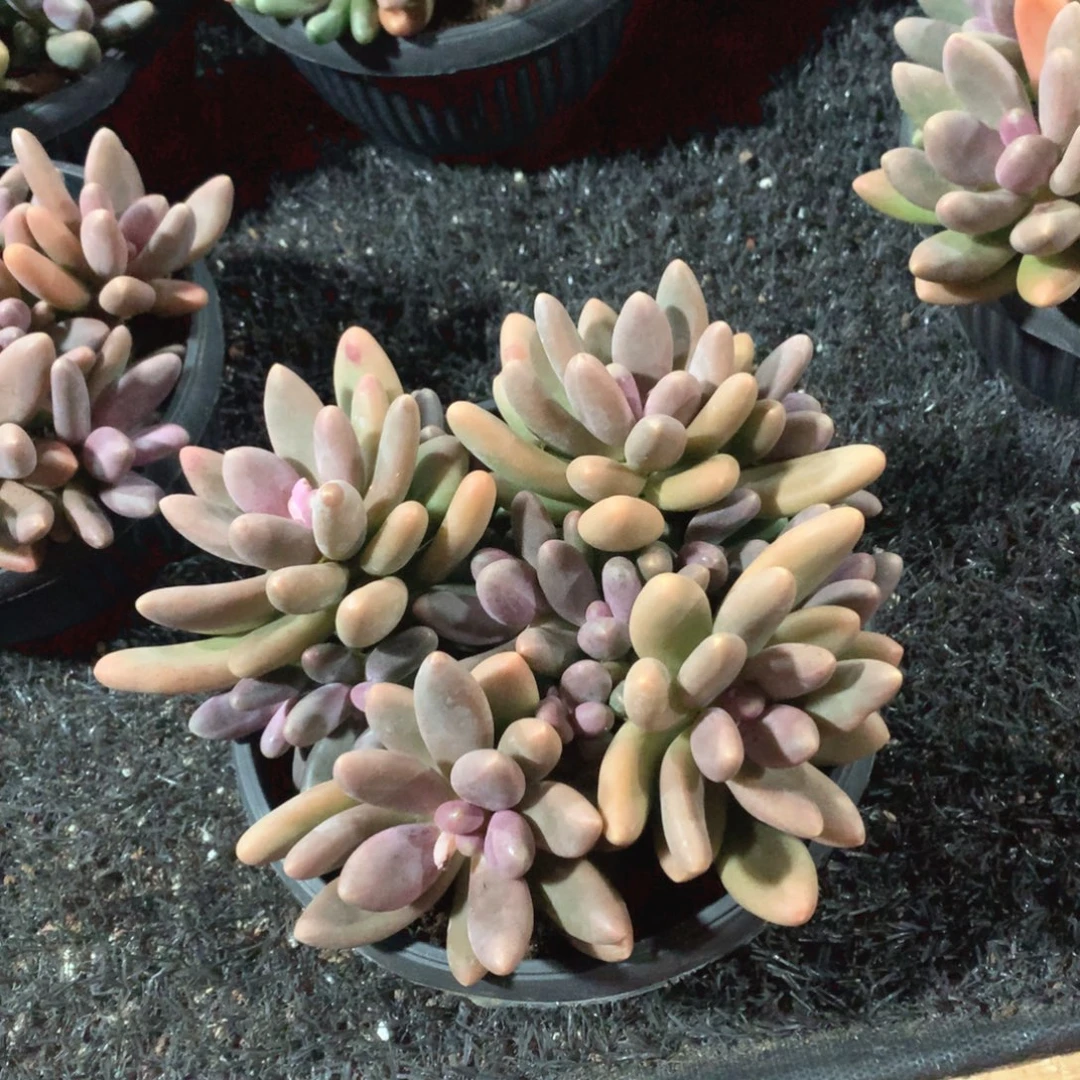 多肉植物多肉植物糖果