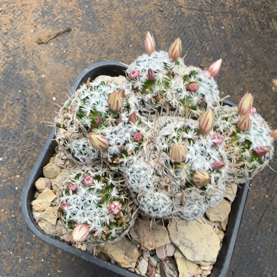 提***呆0523实生杜威娜娜多肉