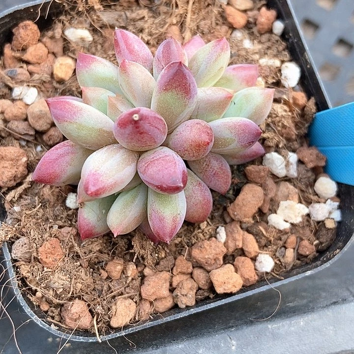 多肉植物金鱼姬群1009