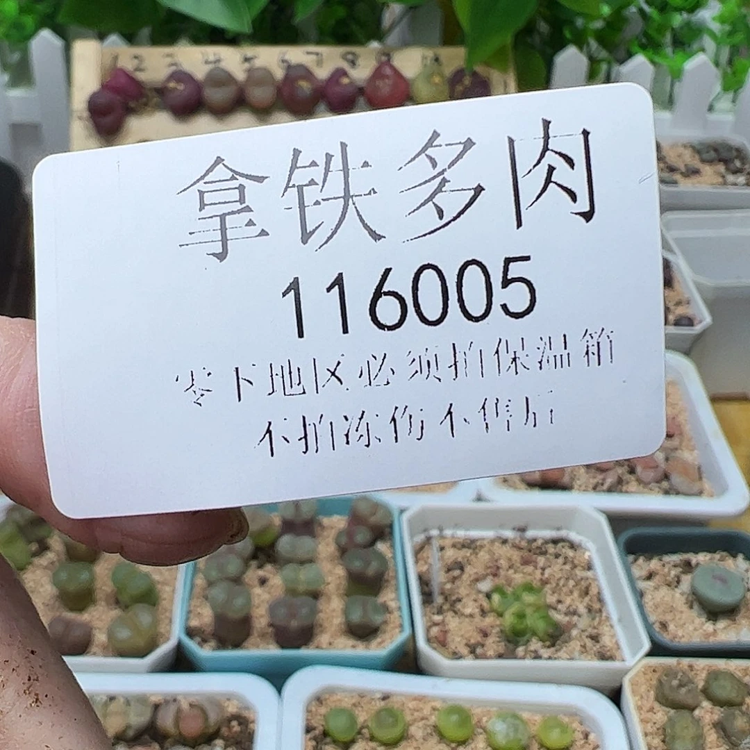 包*116005/包包230-200