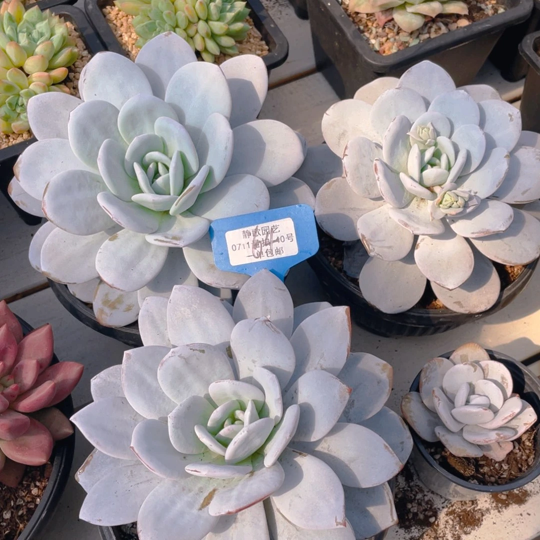 0617-64-母本超大单头雪莲一颗量拍