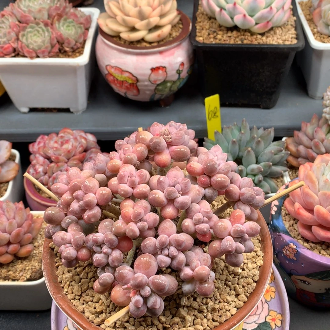 我们家的小仙女们